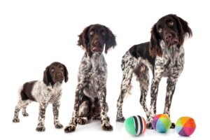 A che età smettono di crescere i cani?