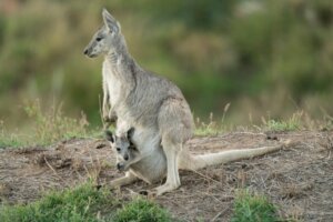 Canguro grigio orientale: habitat e caratteristiche