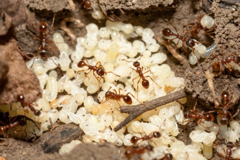 Come nascono le formiche?