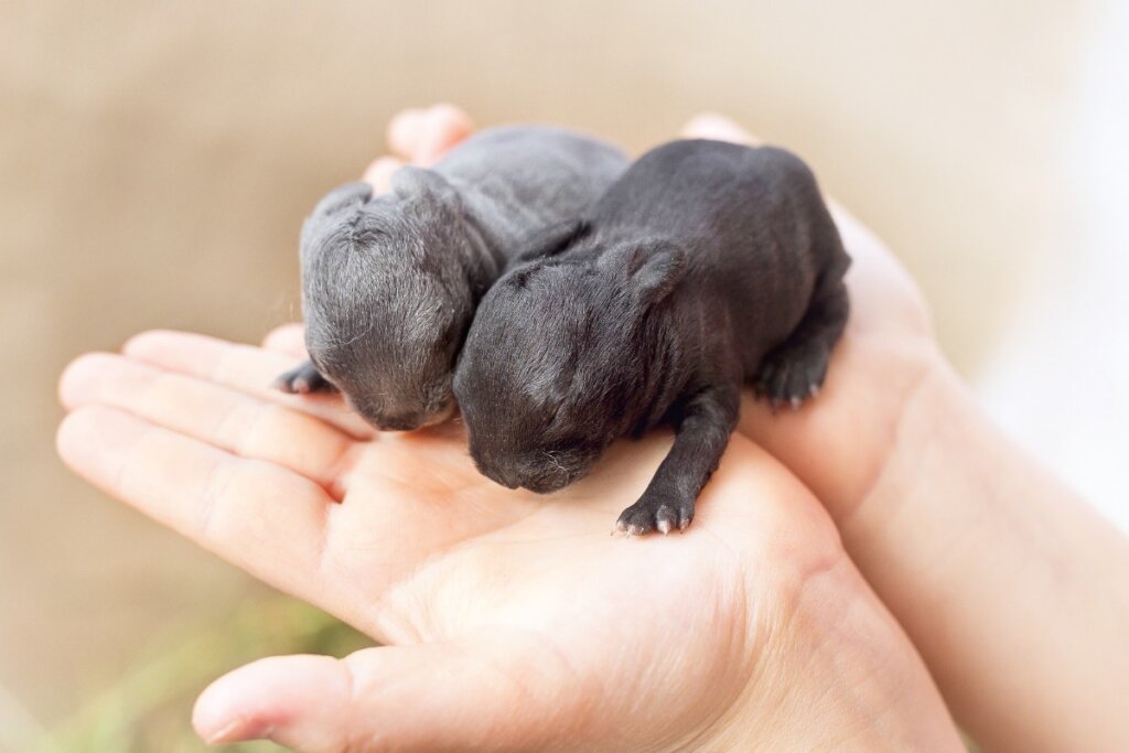 Come nascono i conigli?