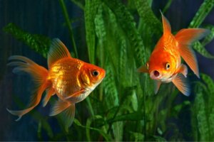 Perché il mio pesce rosso è aggressivo?