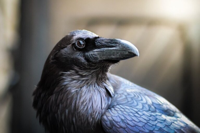 Corvo imperiale: habitat e caratteristiche