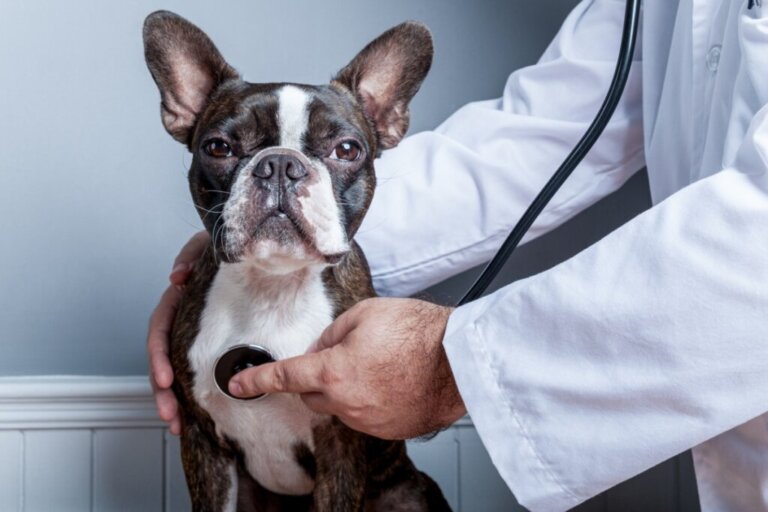 Collasso tracheale nei cani: sintomi e trattamento