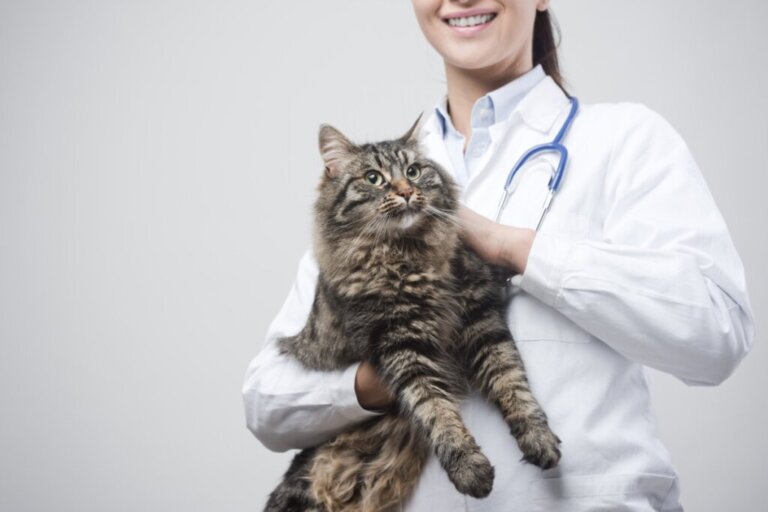 Malattia infiammatoria intestinale nei gatti: sintomi e trattamento