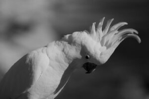 Stress negli uccelli domestici: cause, sintomi e soluzioni