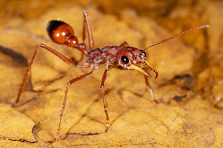 Qual è la formica più grande del mondo?