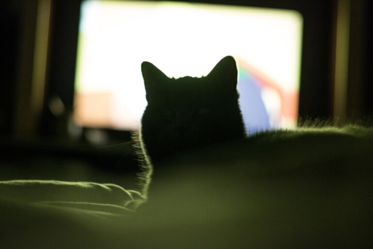 Perché ad alcuni gatti piace guardare la televisione?