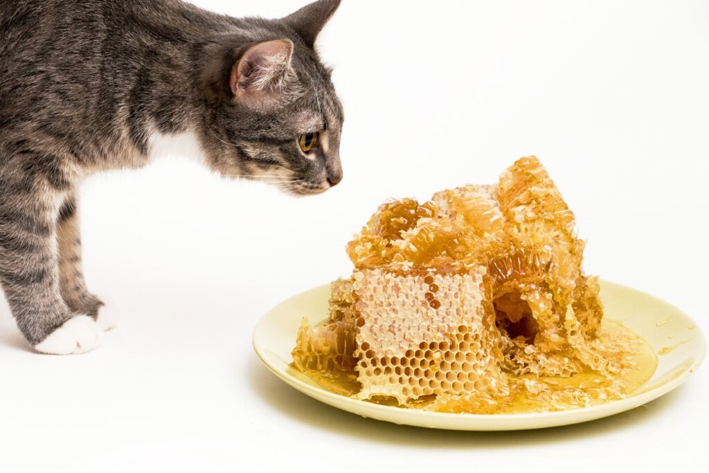 Il miele fa bene ai gatti?