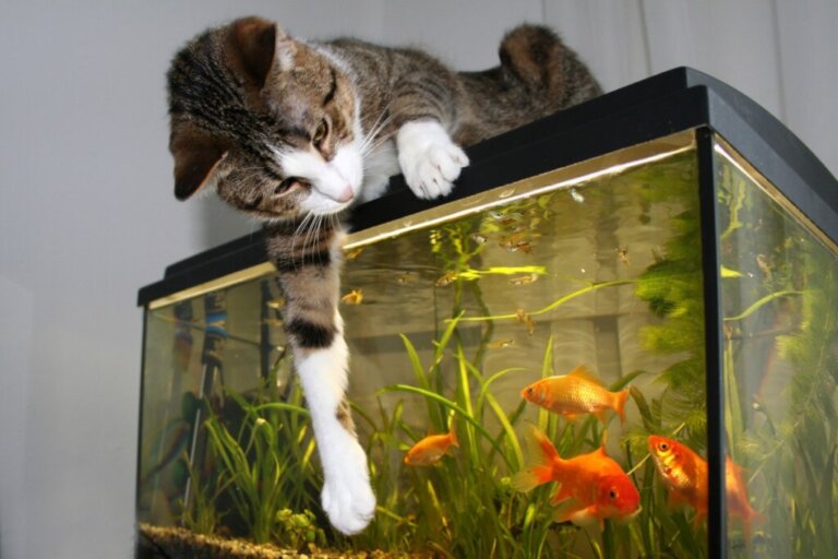 I gatti possono convivere con i pesci?