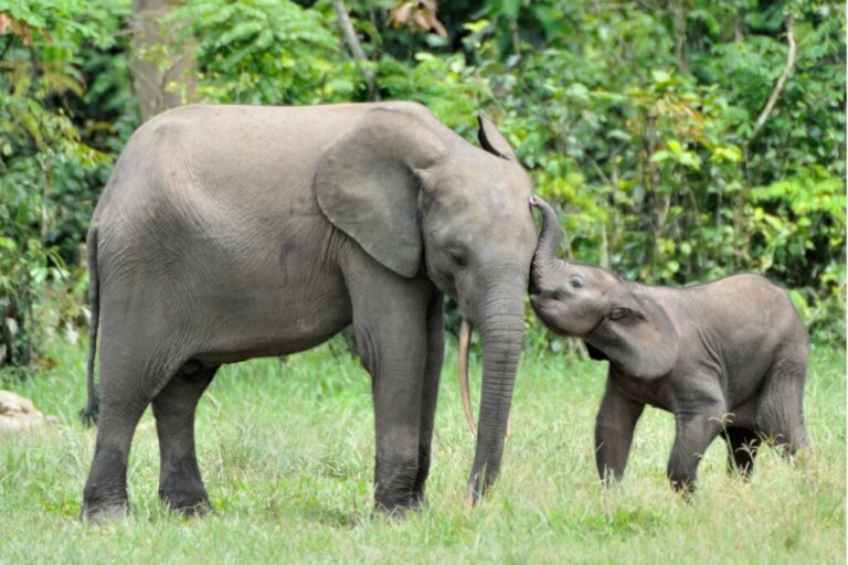 Quanto dura la gravidanza di un elefante?