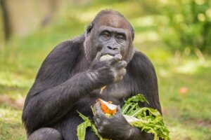 L'alimentazione del gorilla, il primate più grande del mondo