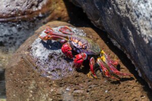 Come respirano i granchi?