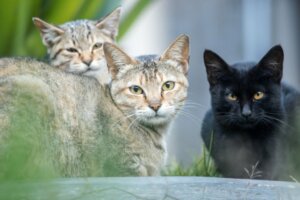Colonie feline: in cosa consistono?