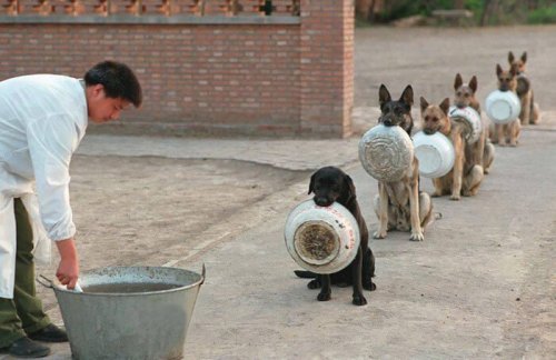 Autocontrollo canino: 16 bellissimi cani in fila per mangiare
