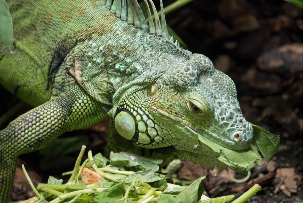 La mia iguana non mangia: perché?