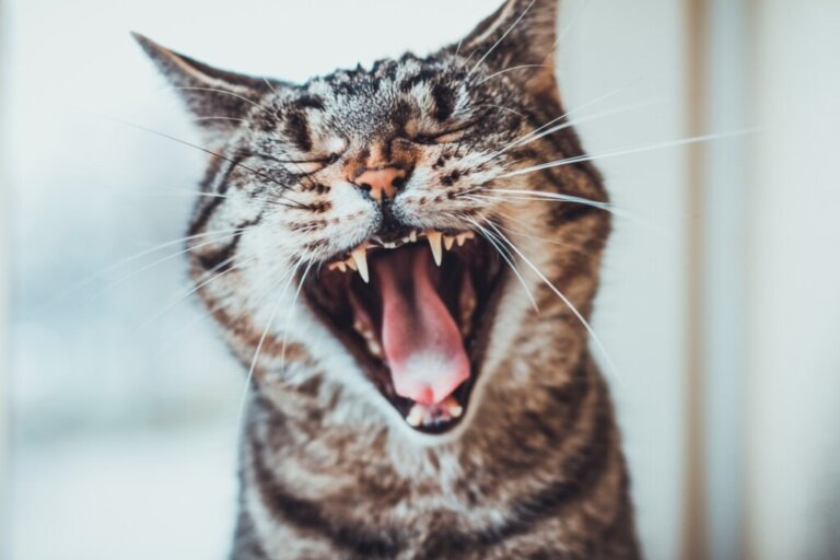 Quando iniziano a crescere i denti dei gatti?