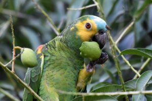 I pappagalli possono mangiare il pomodoro?