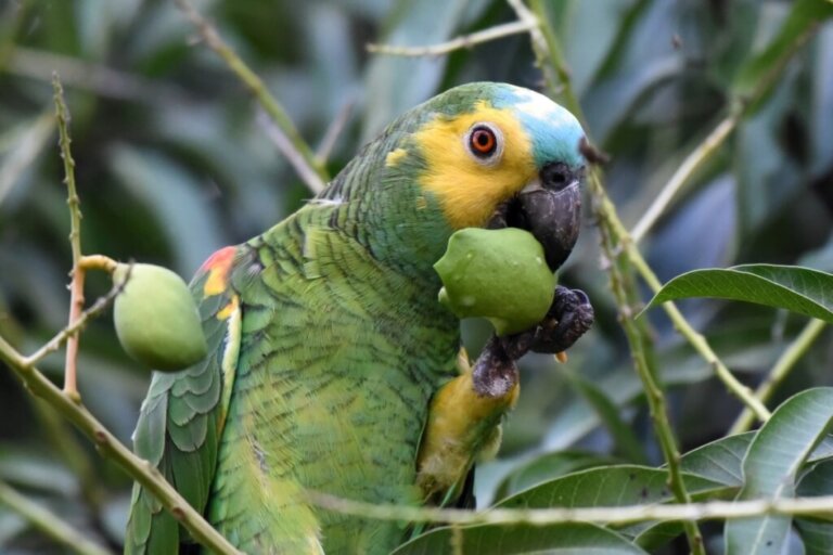 I pappagalli possono mangiare il pomodoro?