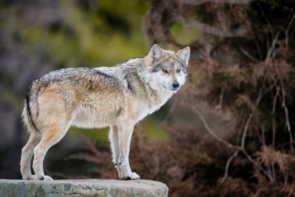 Perché il lupo messicano è in pericolo di estinzione?