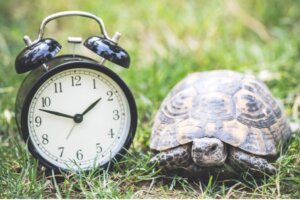 Quanti anni vive una tartaruga domestica?