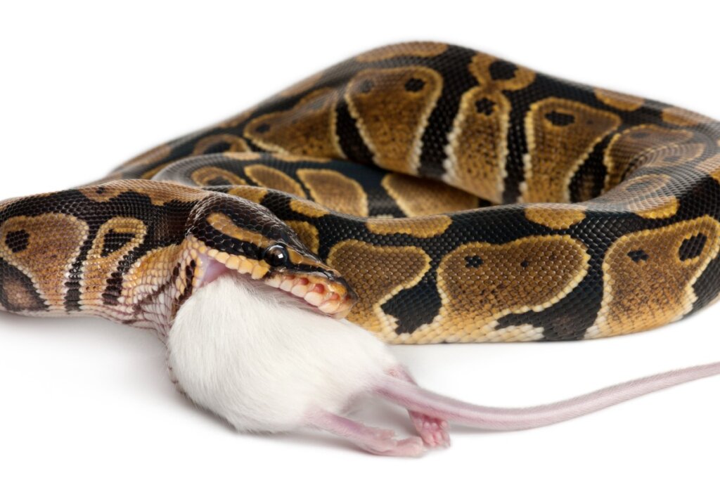Il mio serpente non mangia: perché?