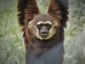 10 curiosità sui primati che non conoscete