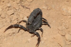 I 10 animali del deserto più pericolosi