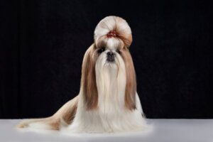 Differenze tra pechinese e Shih Tzu