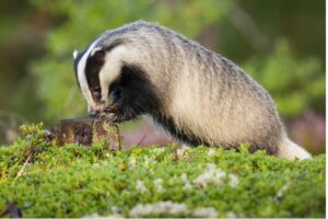 L'alimentazione del tasso