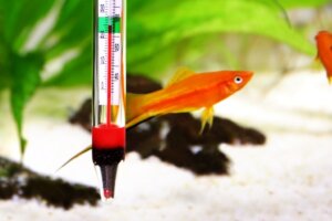 Qual è la temperatura ideale per un acquario d'acqua dolce?