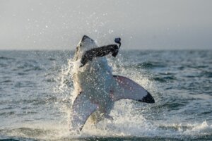 Catena alimentare acquatica: cosa c'è da sapere