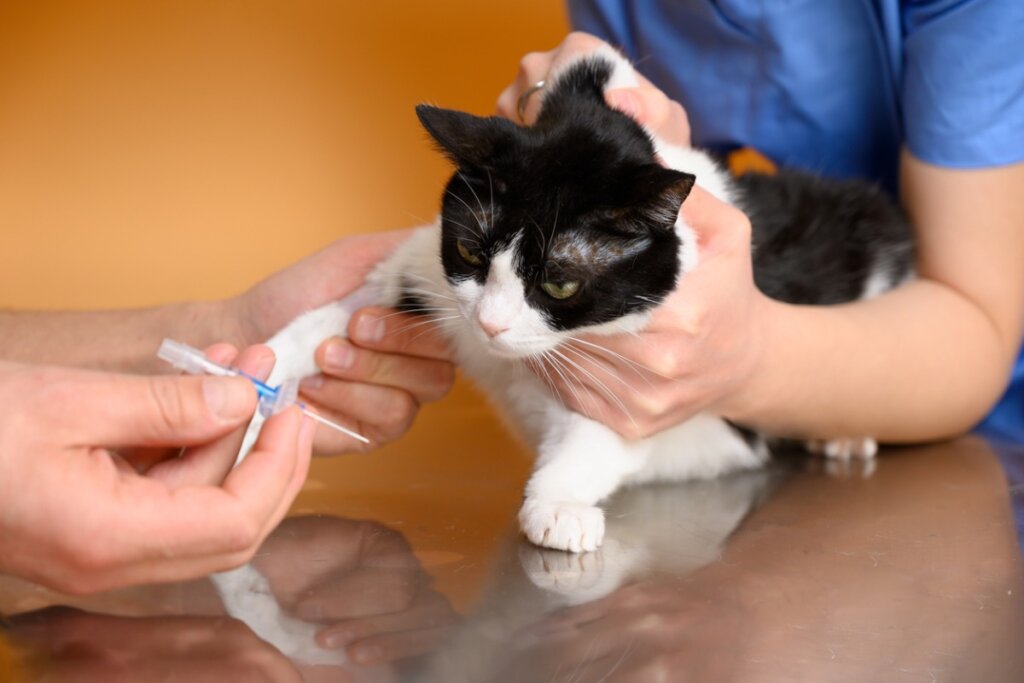 Tipi di anemia nei gatti: quali sono e come si combattono