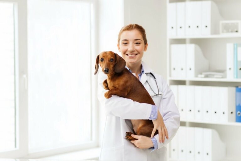 Peritonite nei cani: cause, sintomi e trattamento
