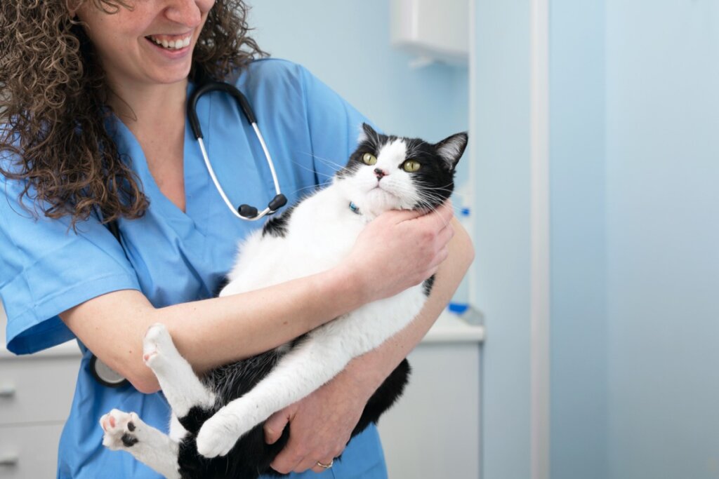 Ascessi nei gatti: cause, sintomi e trattamento