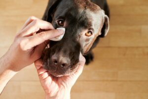 7 tipi di secrezioni oculari nei cani (e cosa indicano)