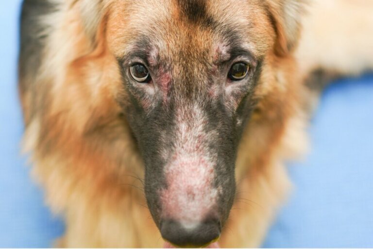 Infezione da lievito nei cani: cause, sintomi e trattamenti