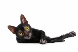 Lykoi, il gatto lupo: tutto su questa razza