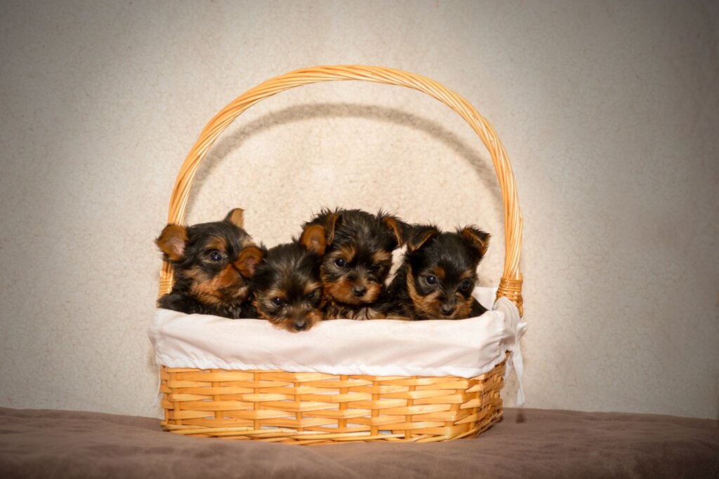 17 cose di cui ha bisogno un cucciolo