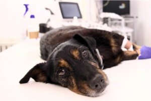 Cos'è l'enfisema nei cani?