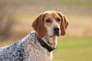 American English Coonhound: tutto su questa razza
