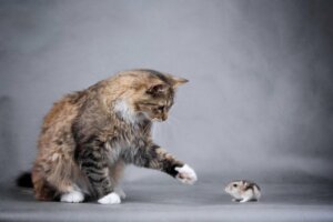 La convivenza tra il gatto e il criceto: è possibile?