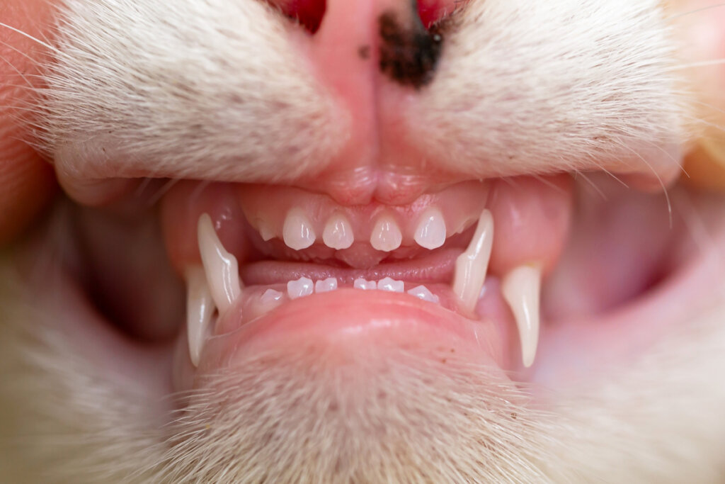 Quanti denti ha un gatto?