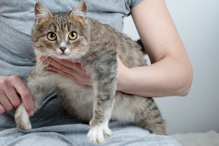 Distocia nei gatti: cause, sintomi e trattamento