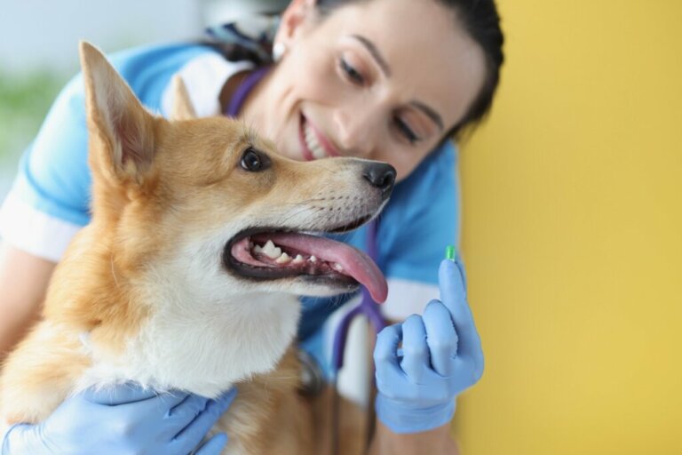 Allopurinolo per cani: dosaggio ed effetti collaterali