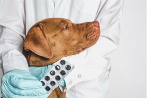Desametasone per cani: usi ed effetti collaterali