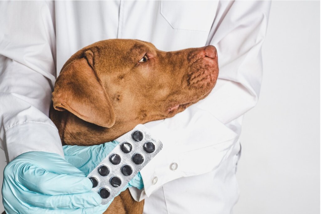 Desametasone per cani: usi ed effetti collaterali