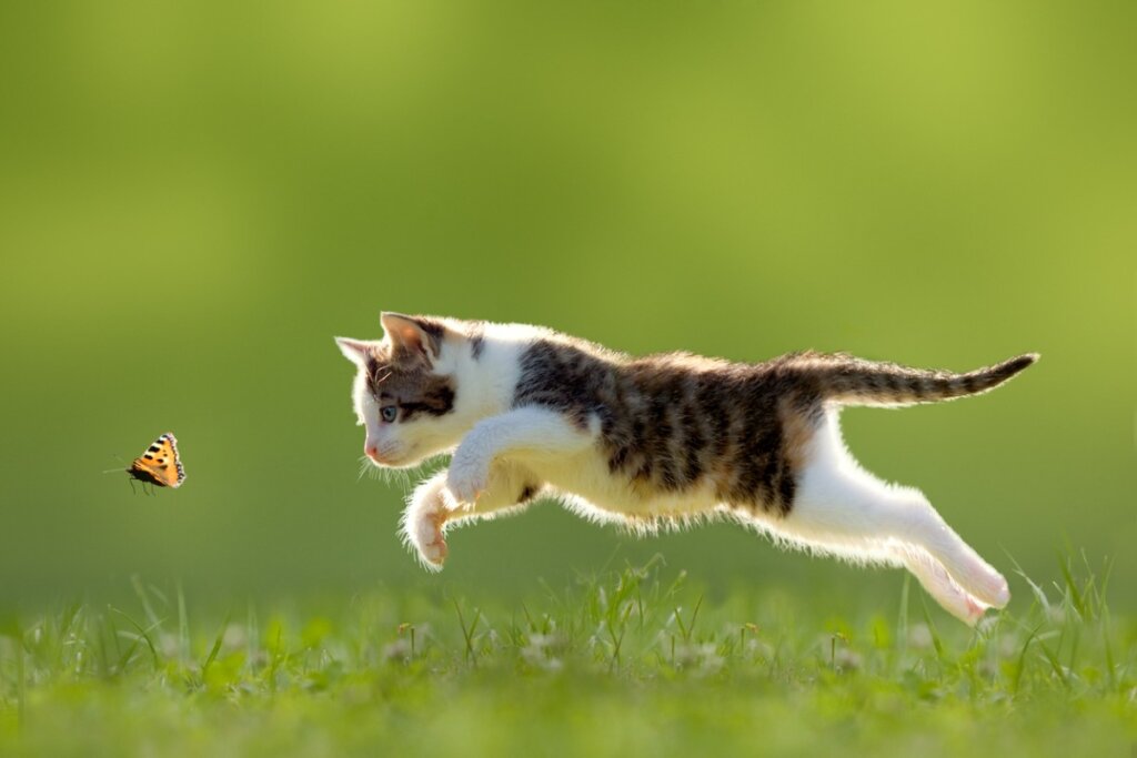 A che età i gatti imparano a cacciare i topi?