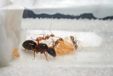 Primi passi nella cura di una colonia di formiche