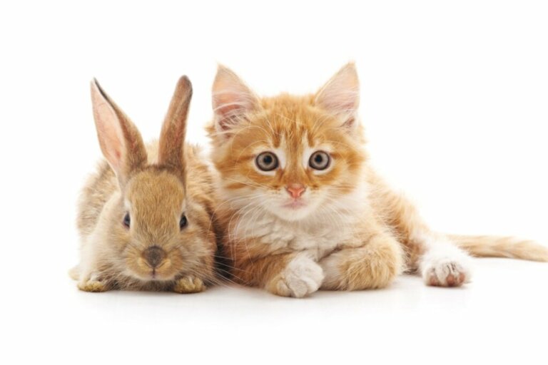 Gatti e conigli possono vivere insieme?