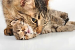 Perché le gatte spostano i loro gattini?